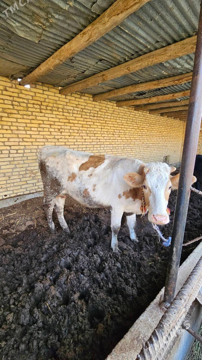 Semental sygyr - Çärjew - img 2