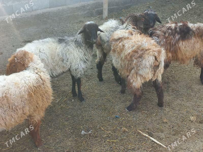 tokly - Гёкдепе - img 1