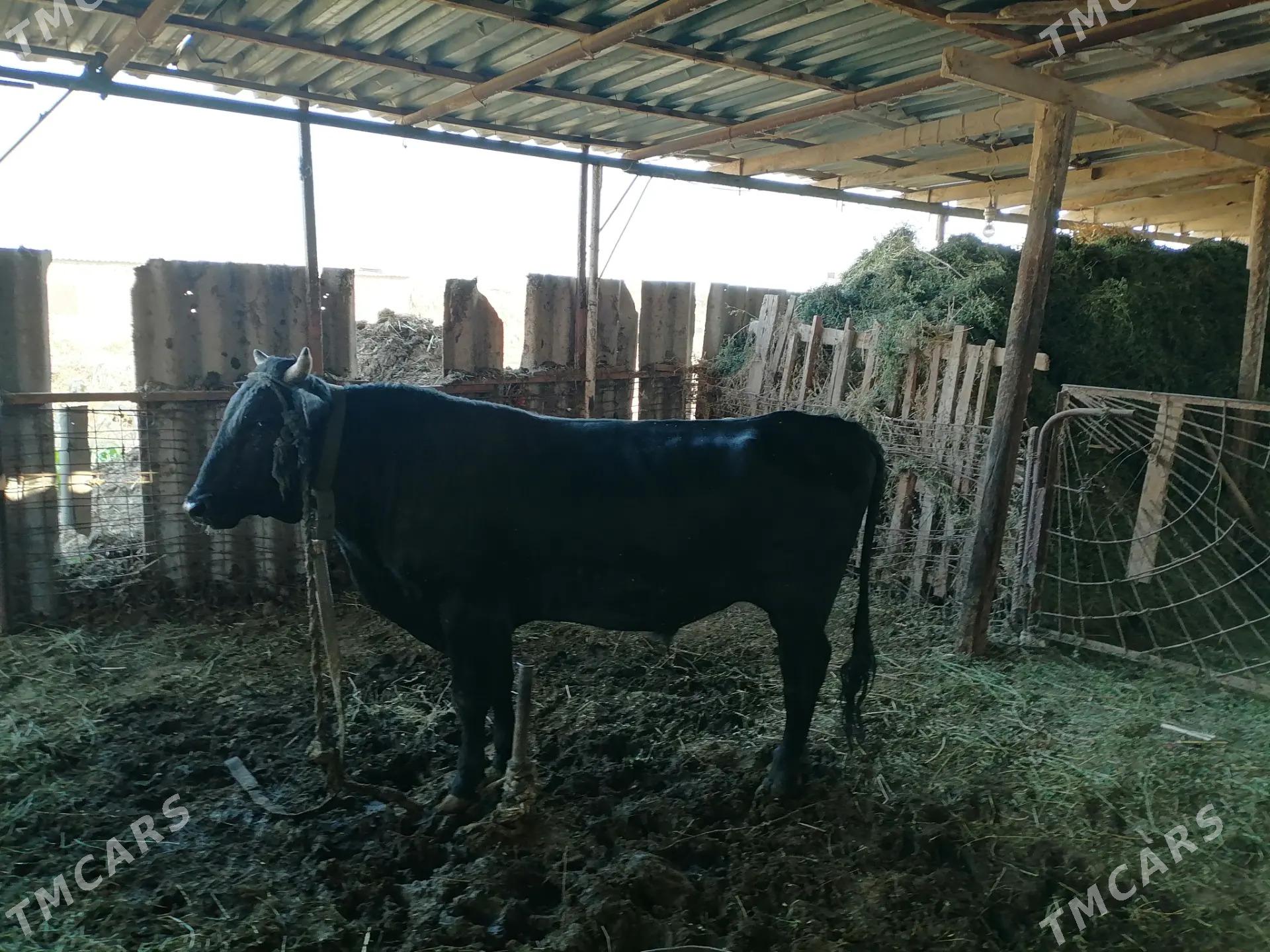 okuz - Ёлётен - img 2