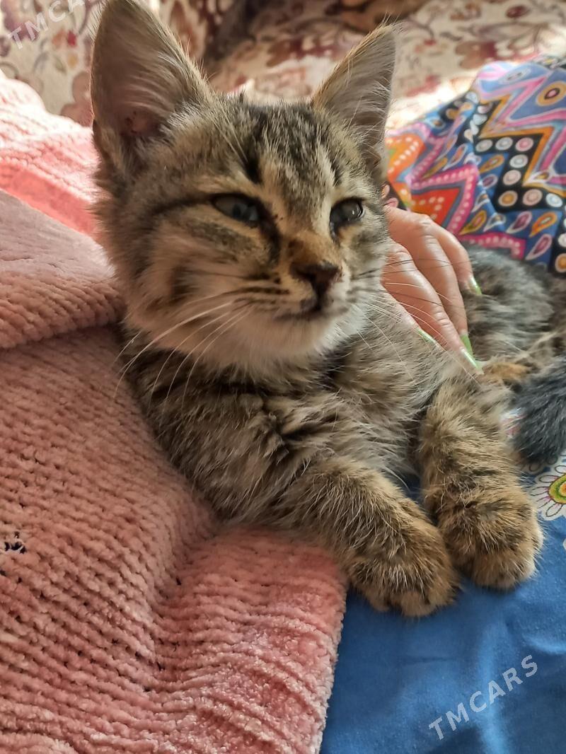 ОТДАМ КОТЕНКА В ДОБРЫЕ И НАДЕЖ - Aşgabat - img 2