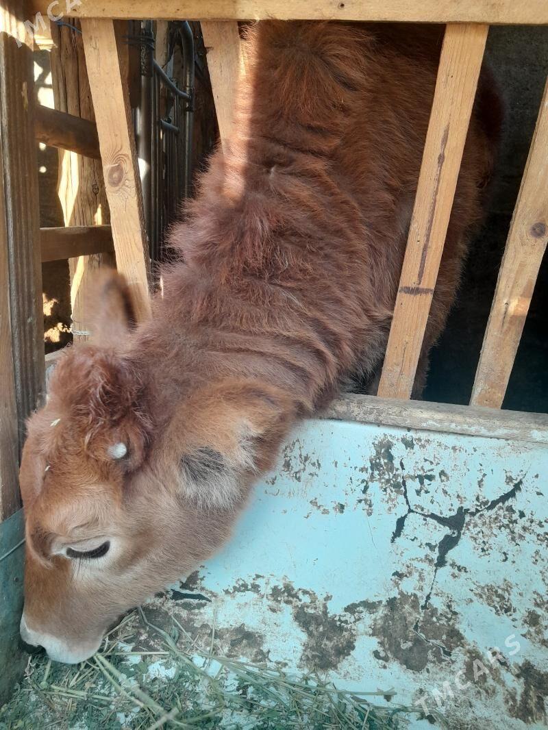 Tűwe 9 aýlyk. - Garadamak Şor - img 2