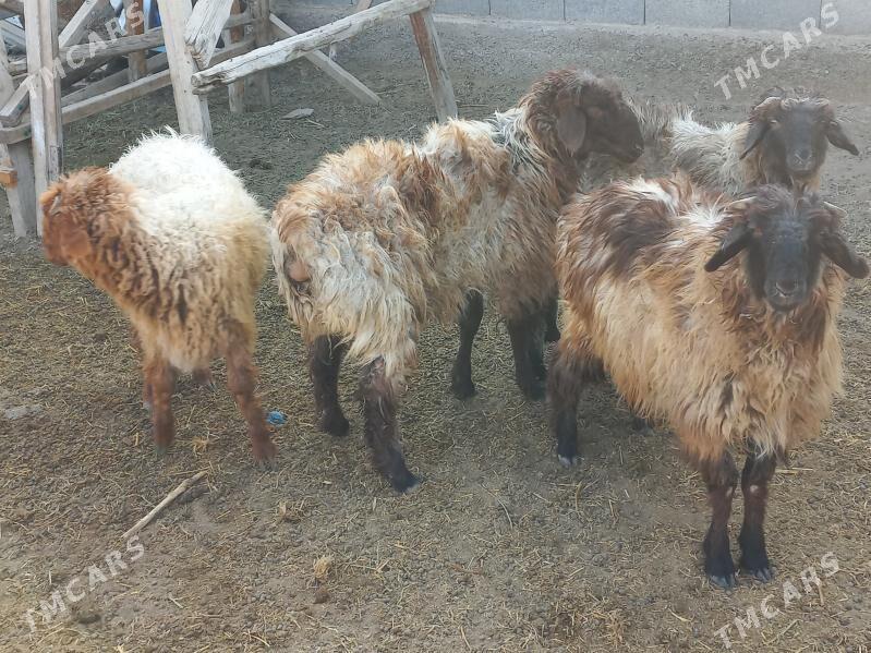 tokly - Гёкдепе - img 3