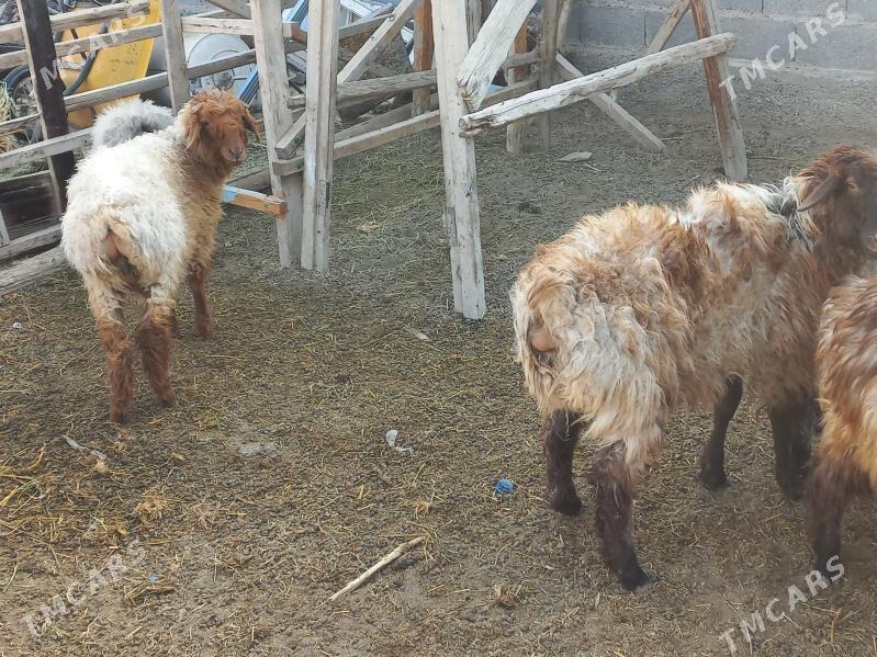 tokly - Гёкдепе - img 2