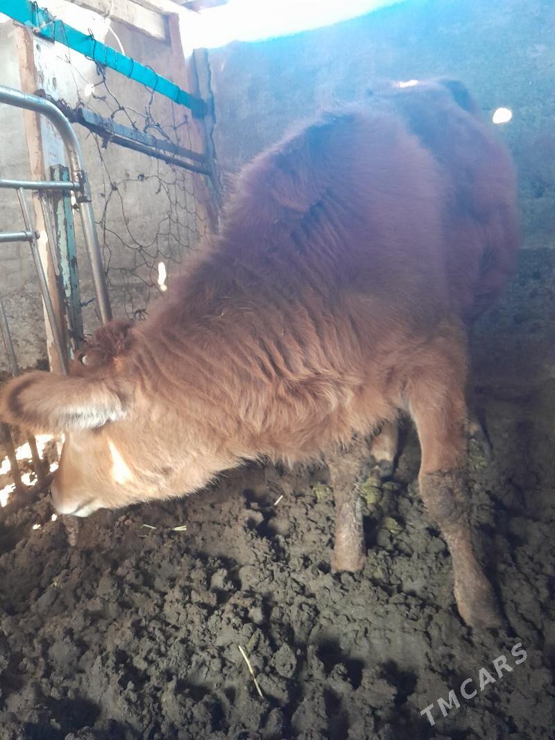 Tűwe 9 aýlyk. - Garadamak Şor - img 3