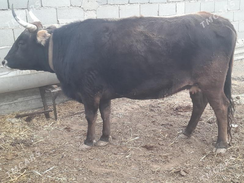 2 sygyr - Gyzylarbat - img 3