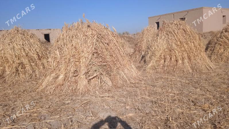 mal oty - Görogly (Tagta) - img 1