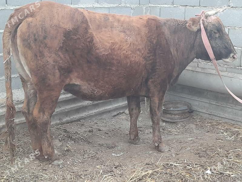 2 sygyr - Gyzylarbat - img 5