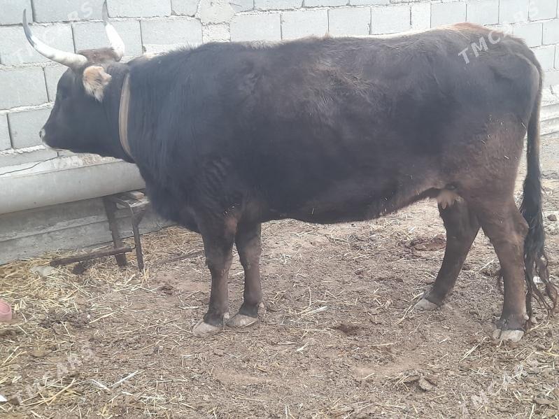 2 sygyr - Gyzylarbat - img 2