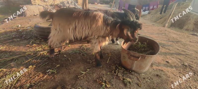 Geçi - Çärjew - img 3