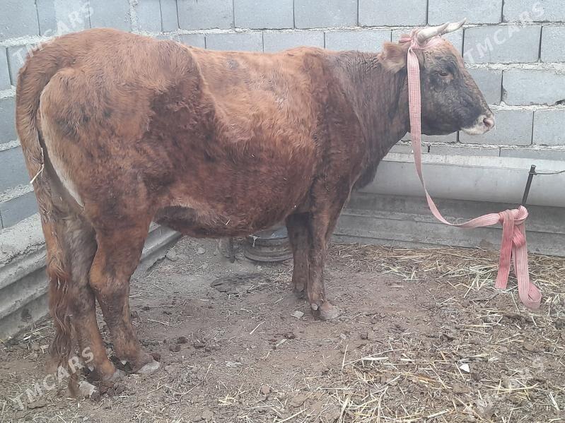 2 sygyr - Gyzylarbat - img 4