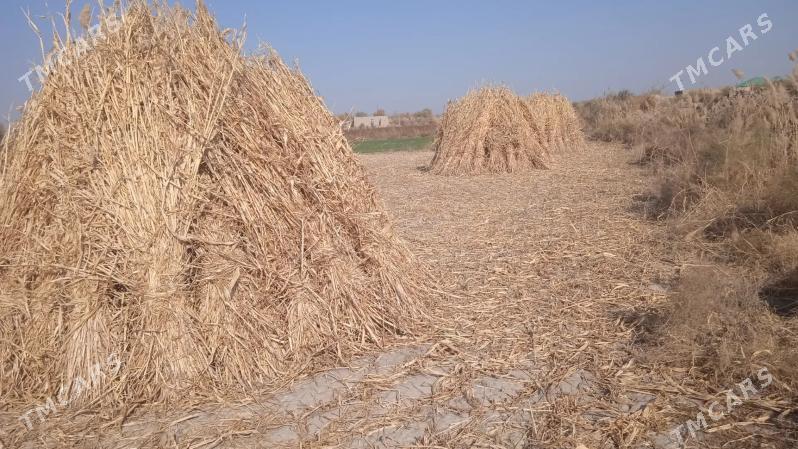 mal oty - Görogly (Tagta) - img 2