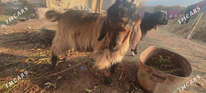 Geçi - Çärjew - img 2