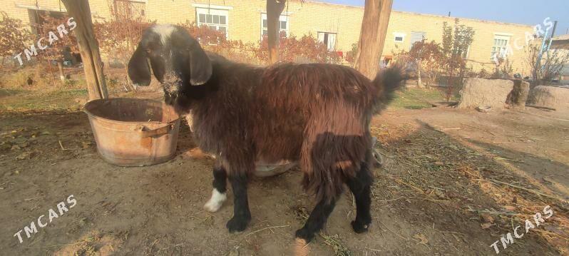 Geçi - Çärjew - img 6