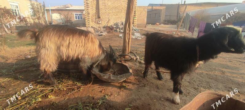 Geçi - Çärjew - img 4