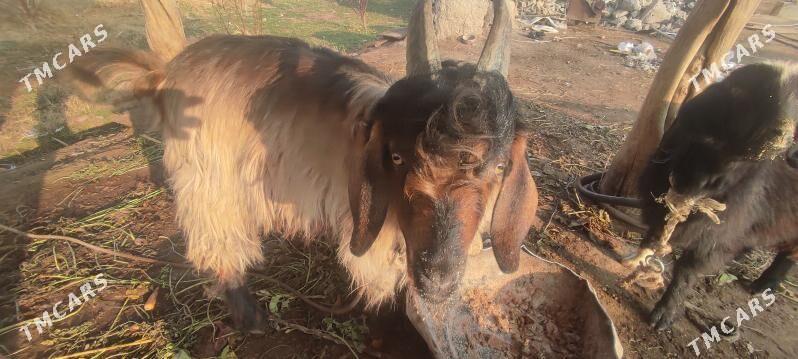 Geçi - Çärjew - img 5