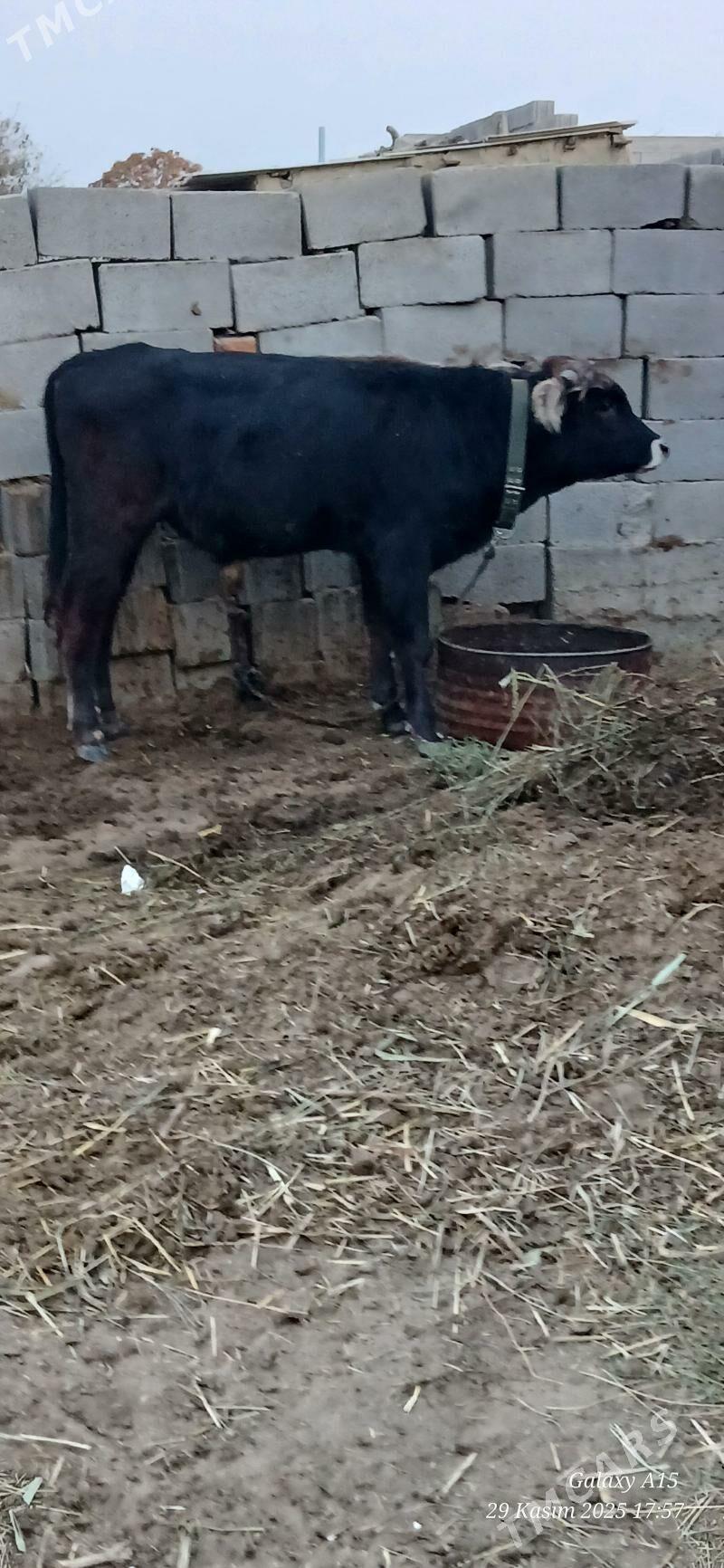 Okuz - Бахарден - img 2