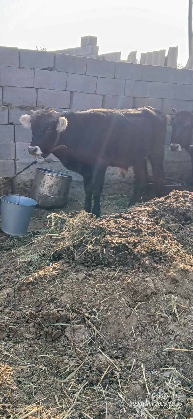 Okuz - Бахарден - img 4