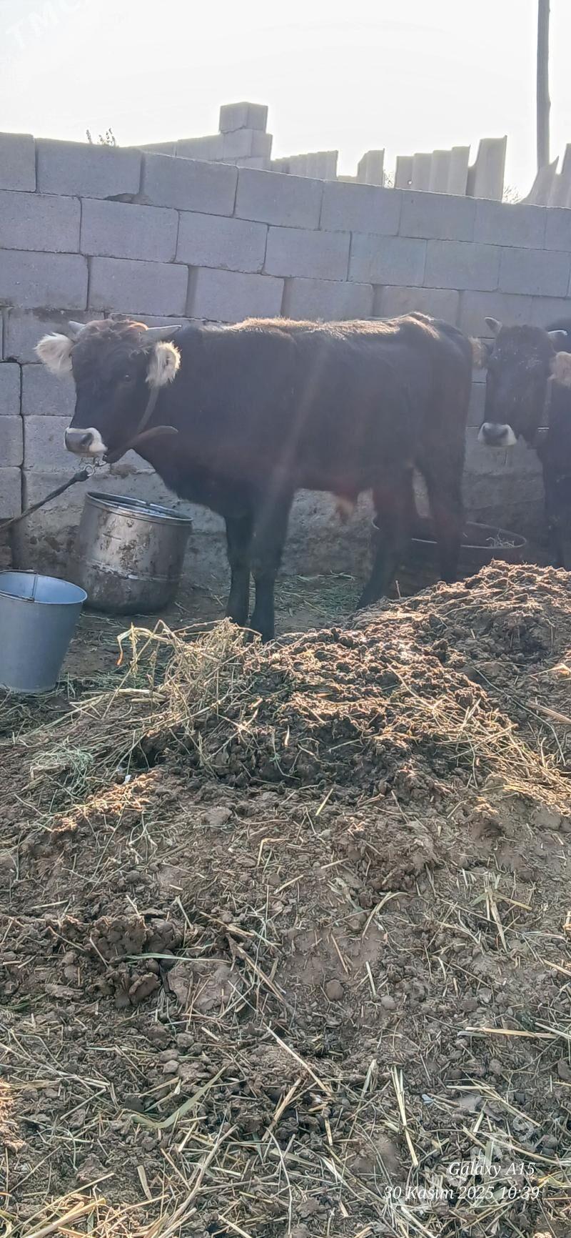 Okuz - Бахарден - img 3