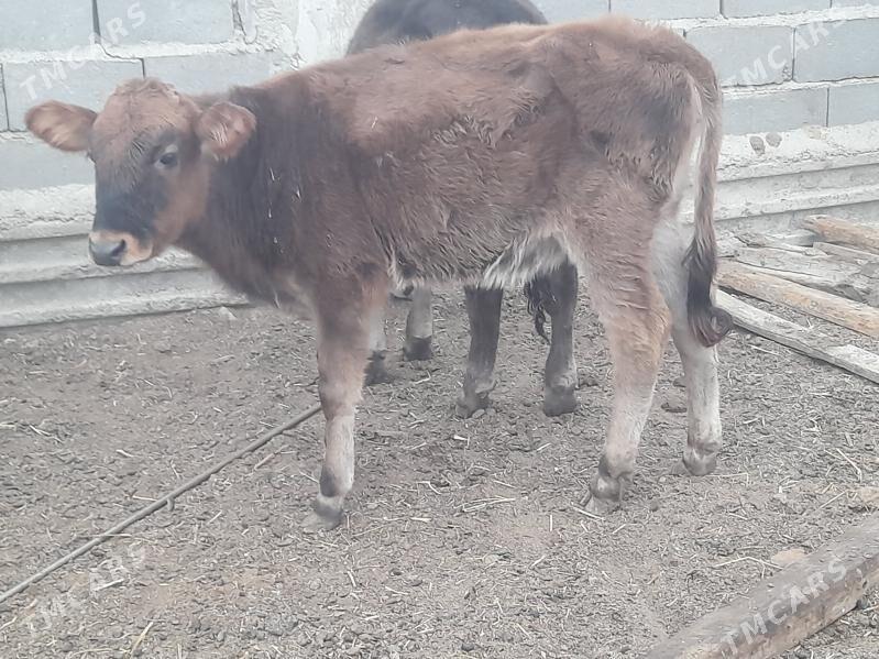 2 okuz 1 tuwe - Гызыларбат - img 3