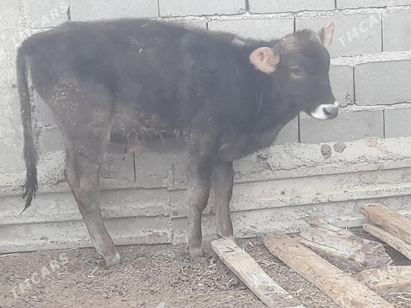 2 okuz 1 tuwe - Гызыларбат - img 6