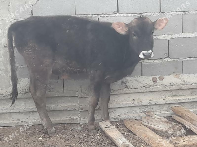 2 okuz 1 tuwe - Гызыларбат - img 5