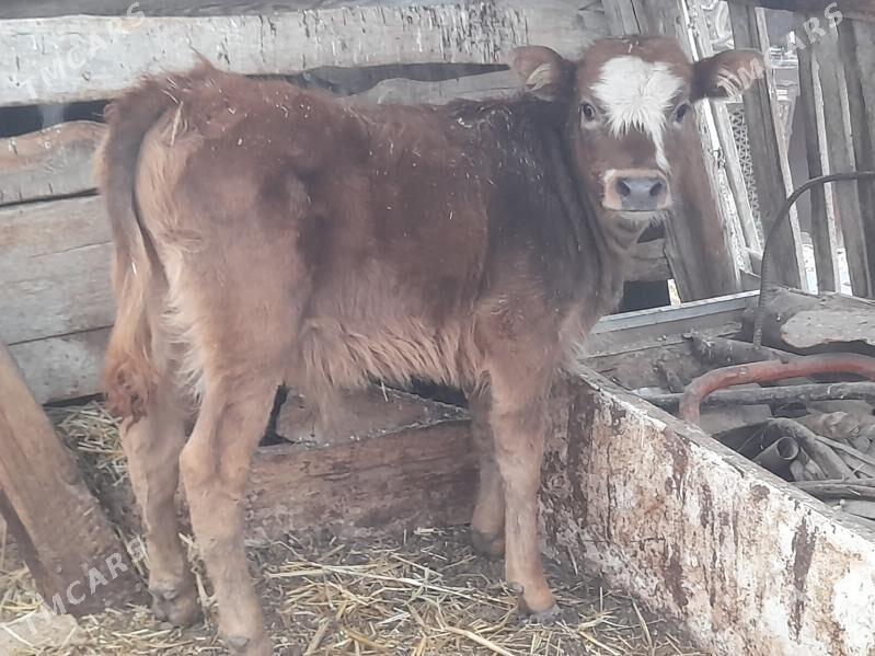 2 okuz 1 tuwe - Гызыларбат - img 2