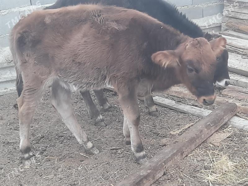 2 okuz 1 tuwe - Гызыларбат - img 4