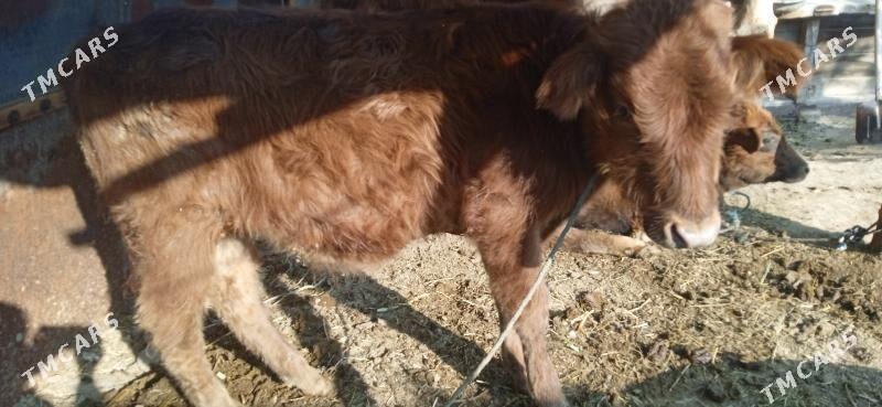 okuz - Чарджоу - img 2