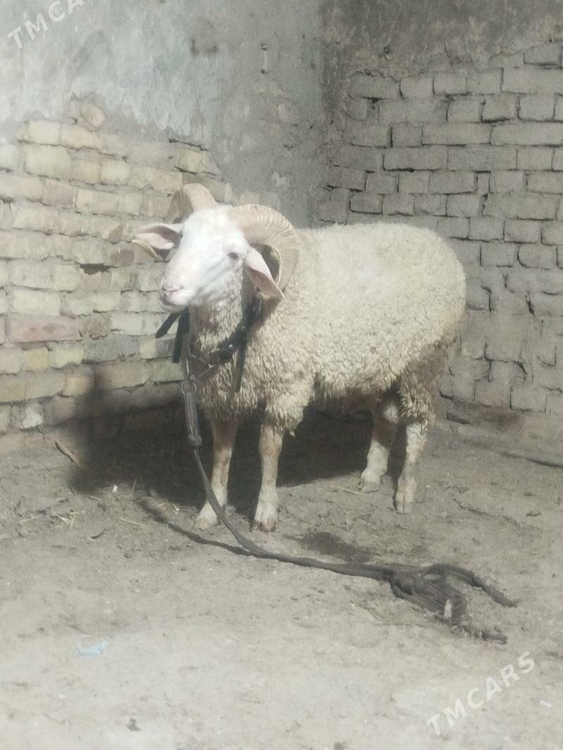 meranos - Daşoguz - img 2