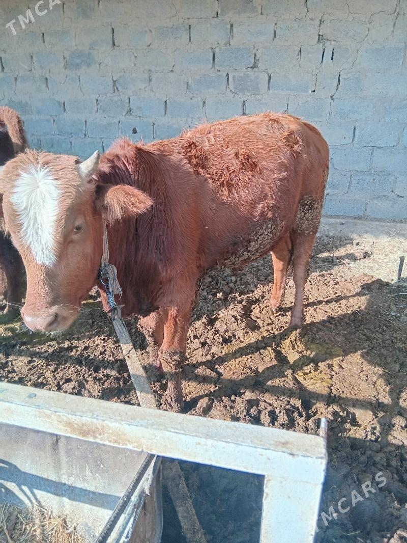 okuz - Сакарчага - img 5