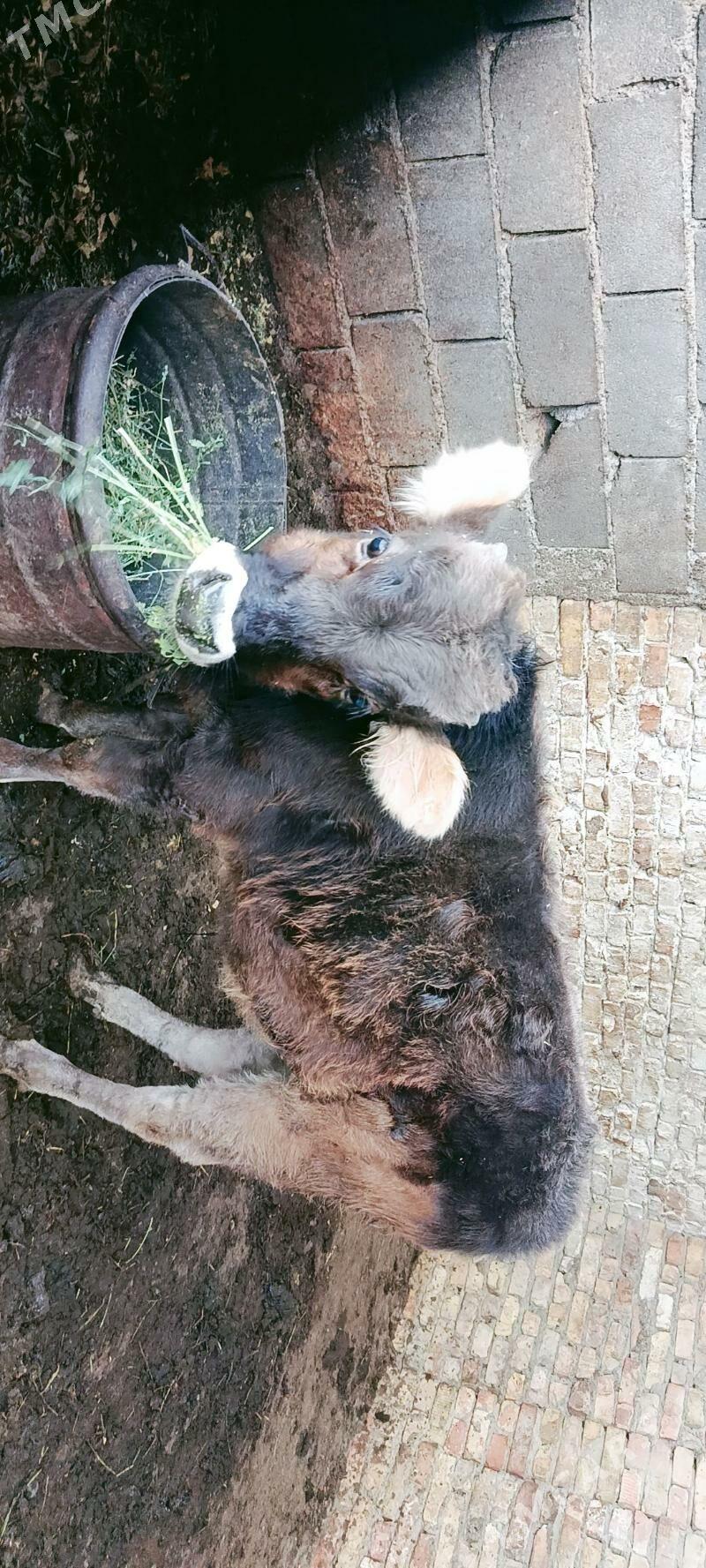 Öküzce - Gökdepe - img 1