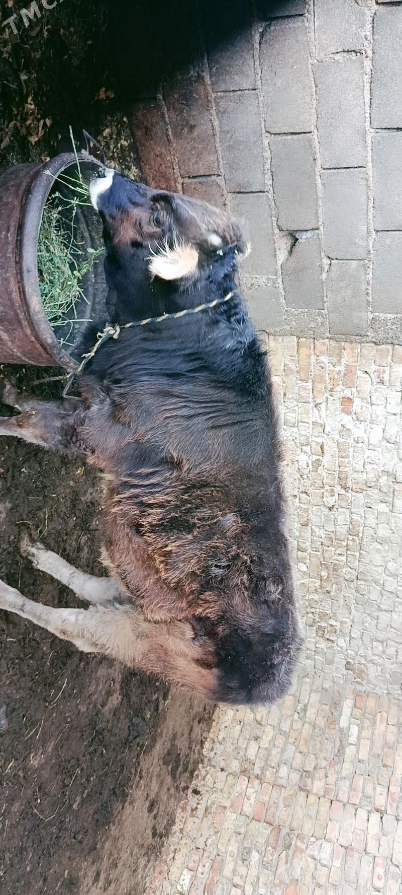 Öküzce - Gökdepe - img 2