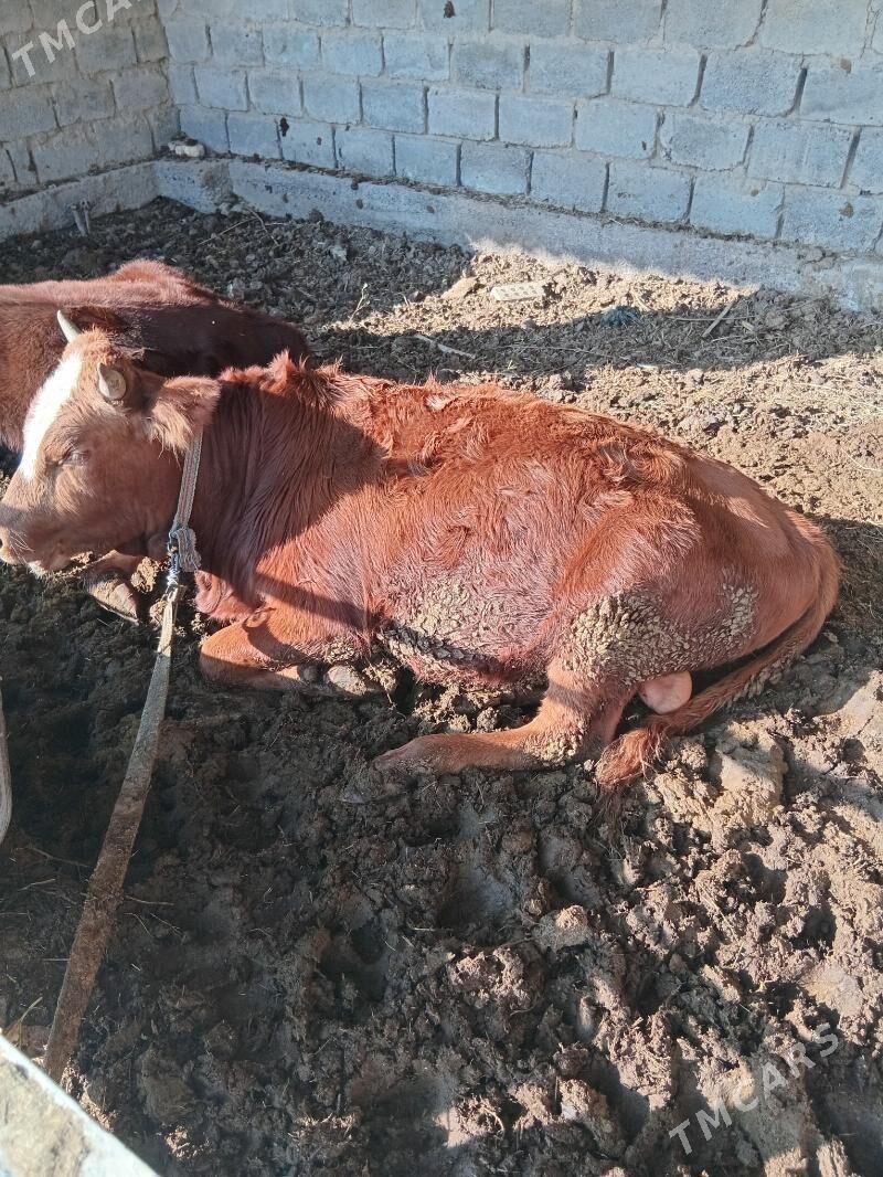 okuz - Сакарчага - img 6