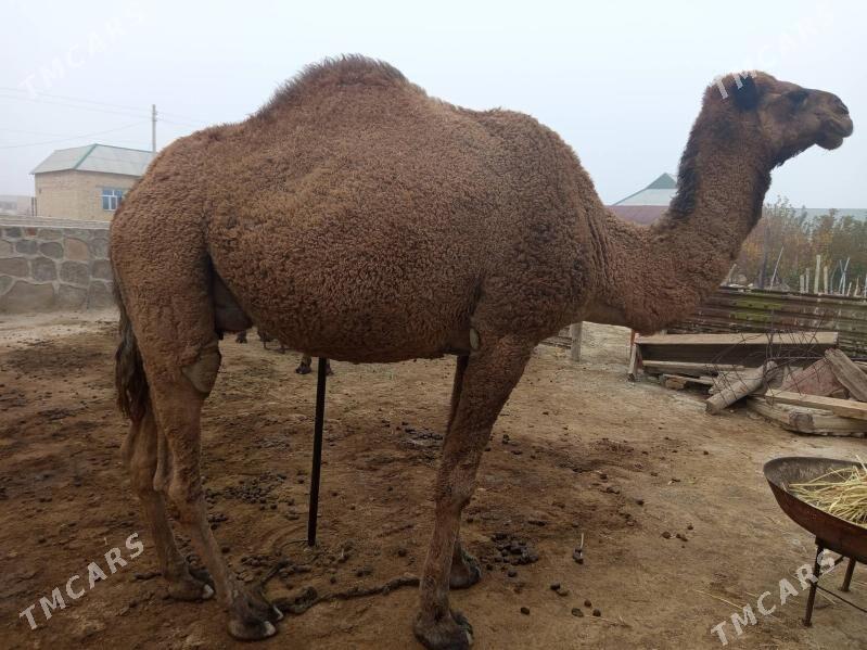 TORYMLY DÜÝE - Берекет - img 1