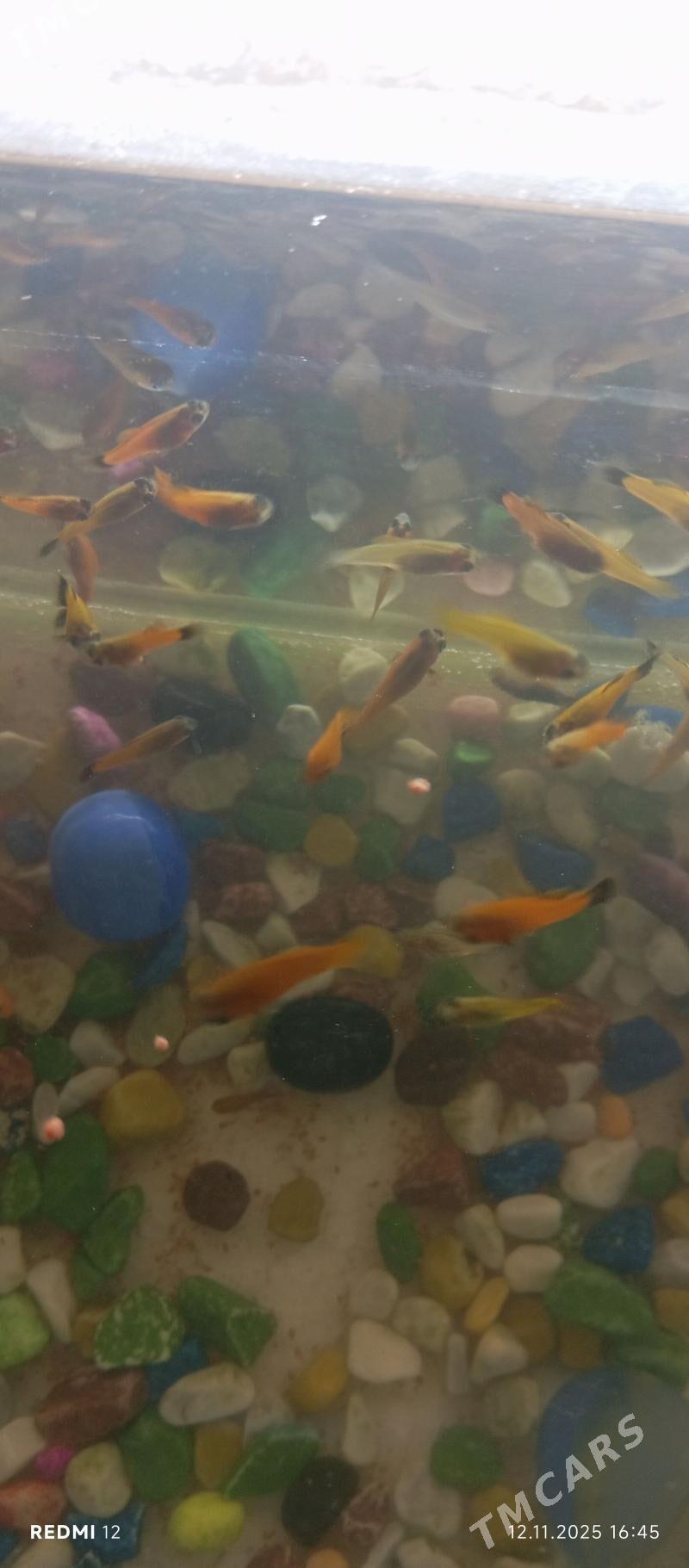 меченосцы - Туркменабат - img 1