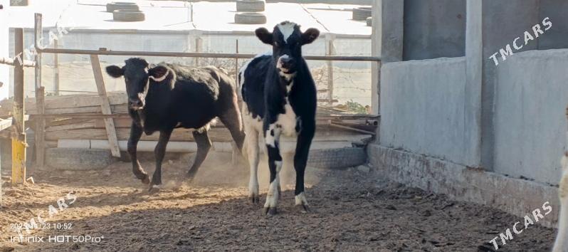 Gibrit tuweler - Aşgabat - img 1