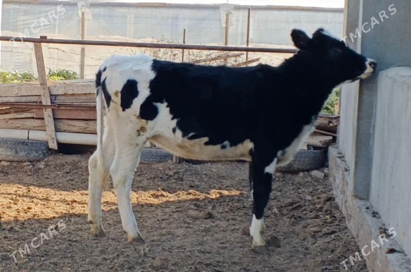 Gibrit tuweler - Aşgabat - img 3