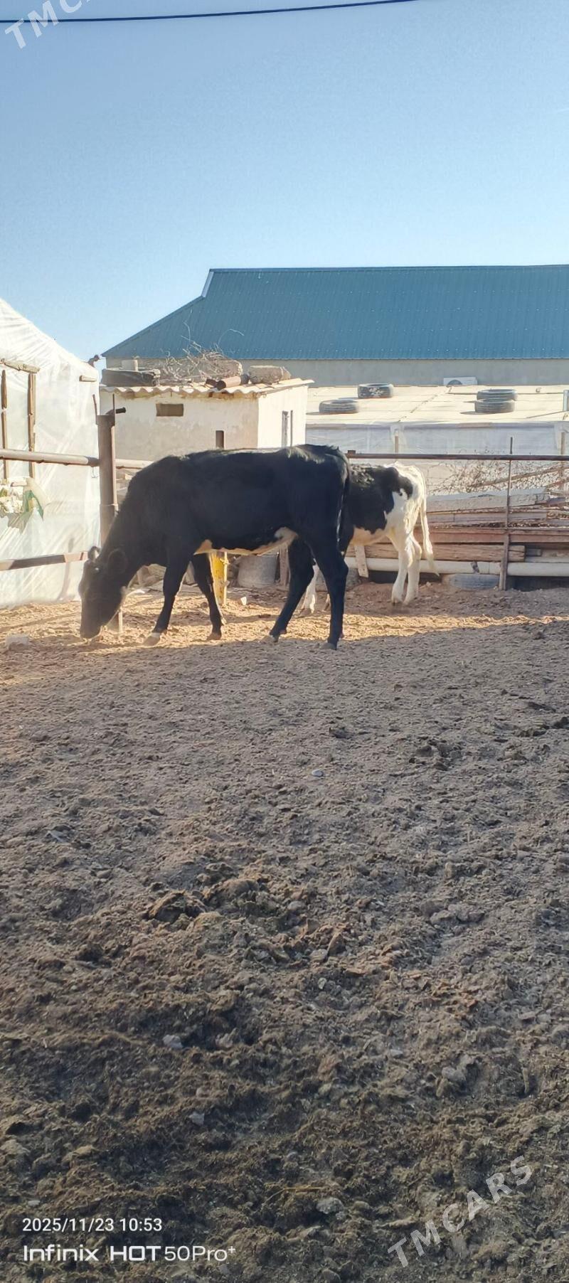 Gibrit tuweler - Aşgabat - img 4