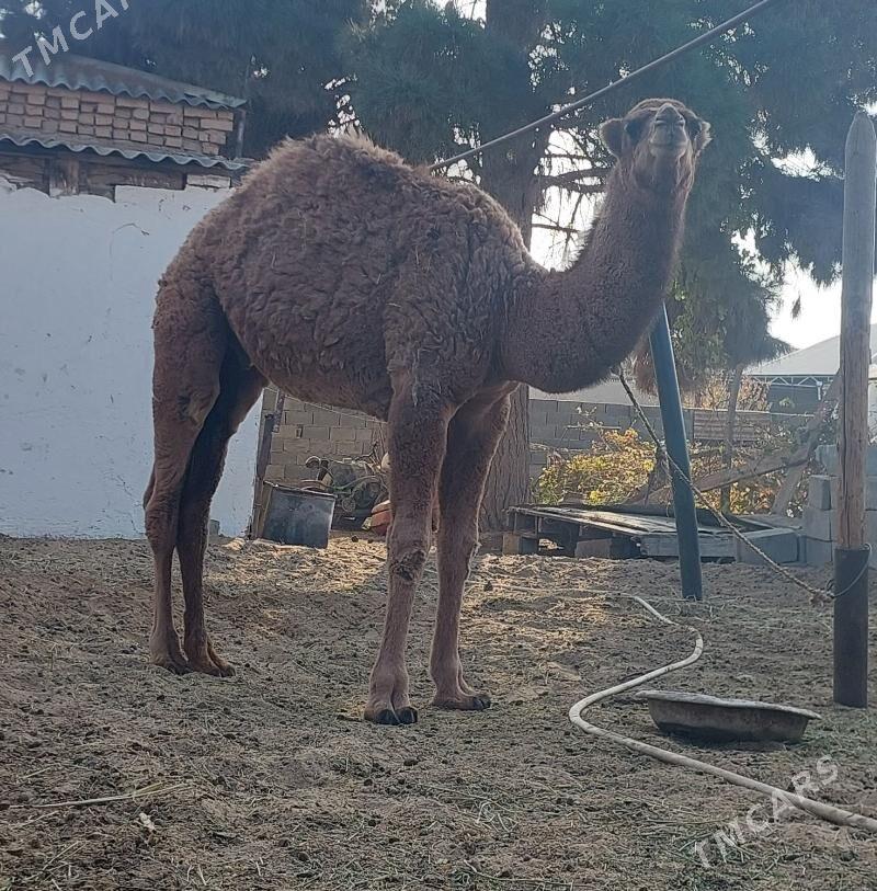 Torumly duye - Бахарден - img 3