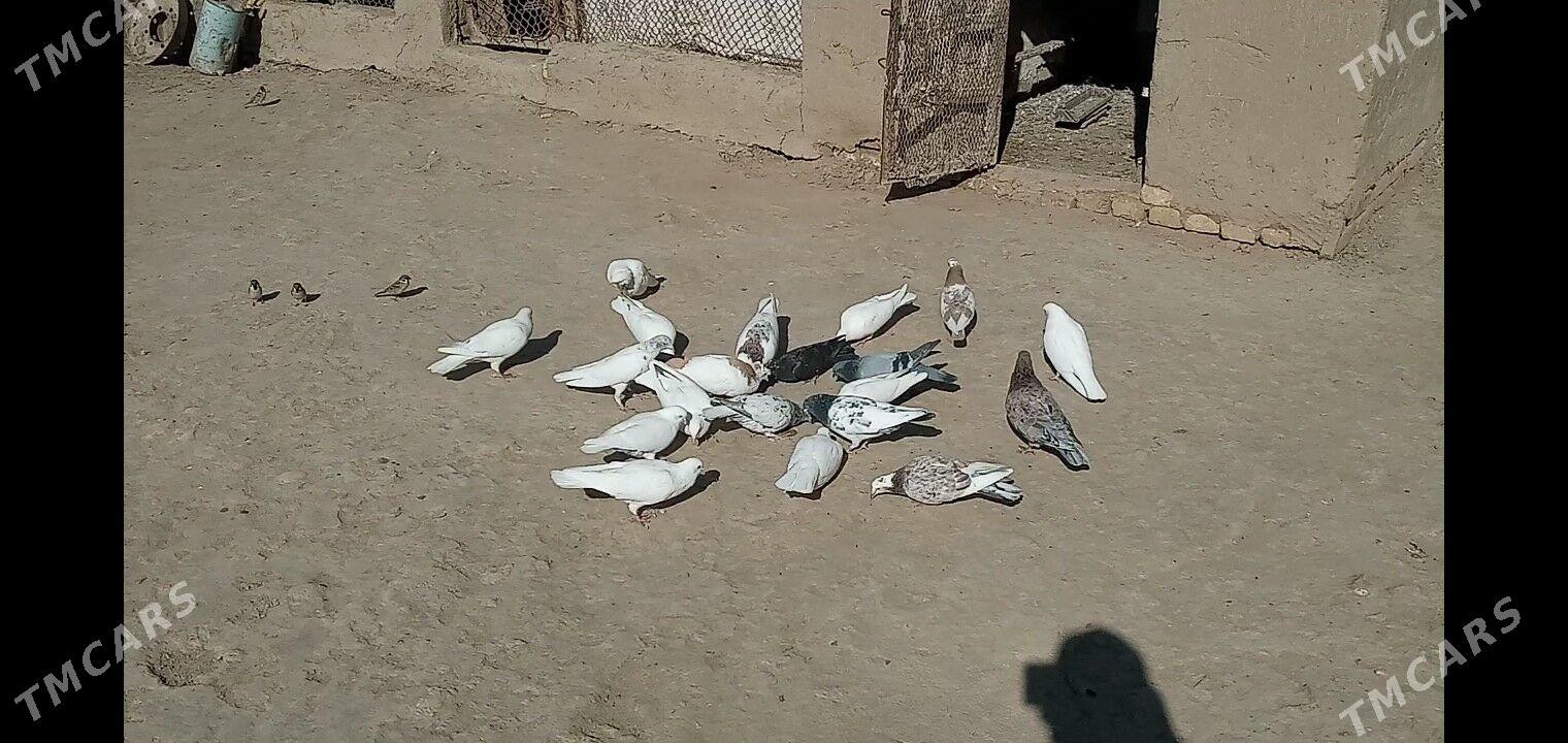 kepteri - Каракумский этрап - img 5