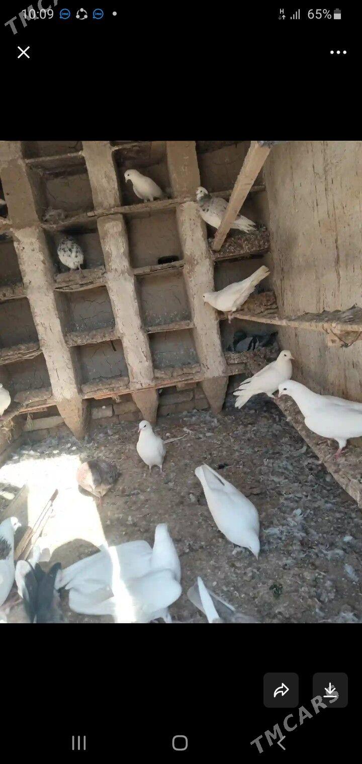 kepteri - Каракумский этрап - img 3