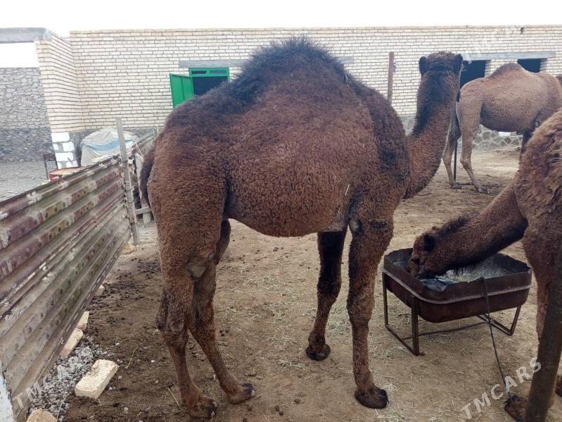 TORYM - Берекет - img 3