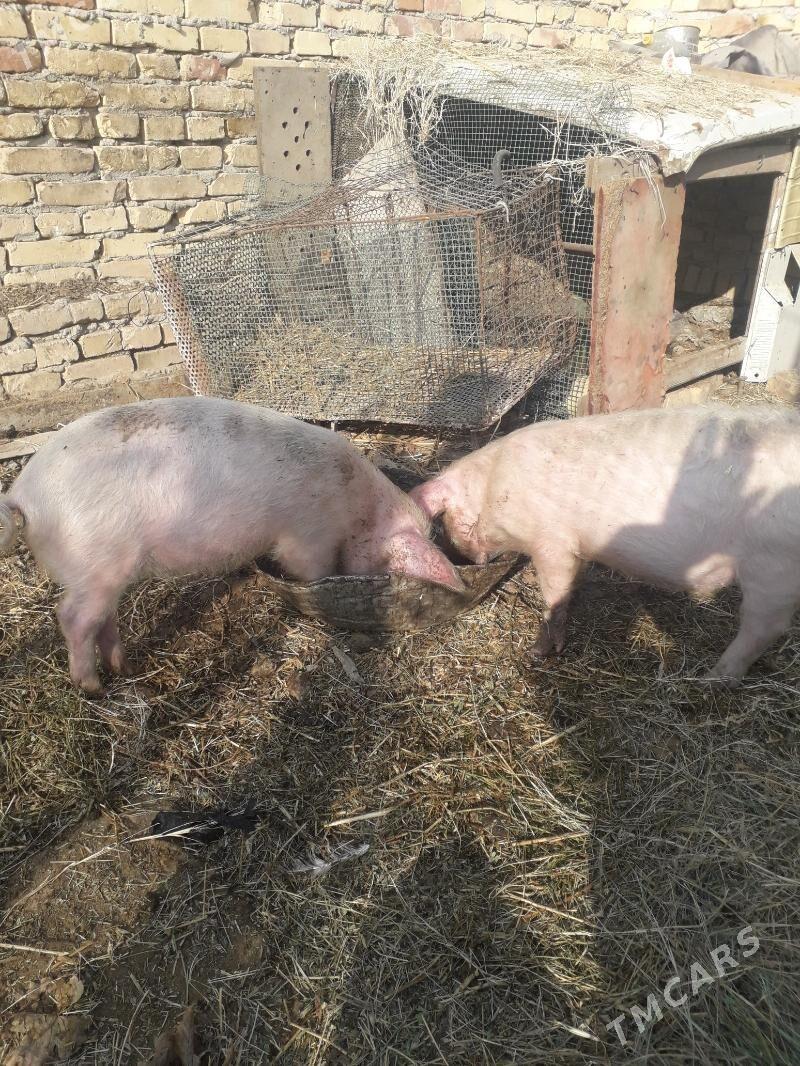 жожуклар - Türkmenabat - img 2