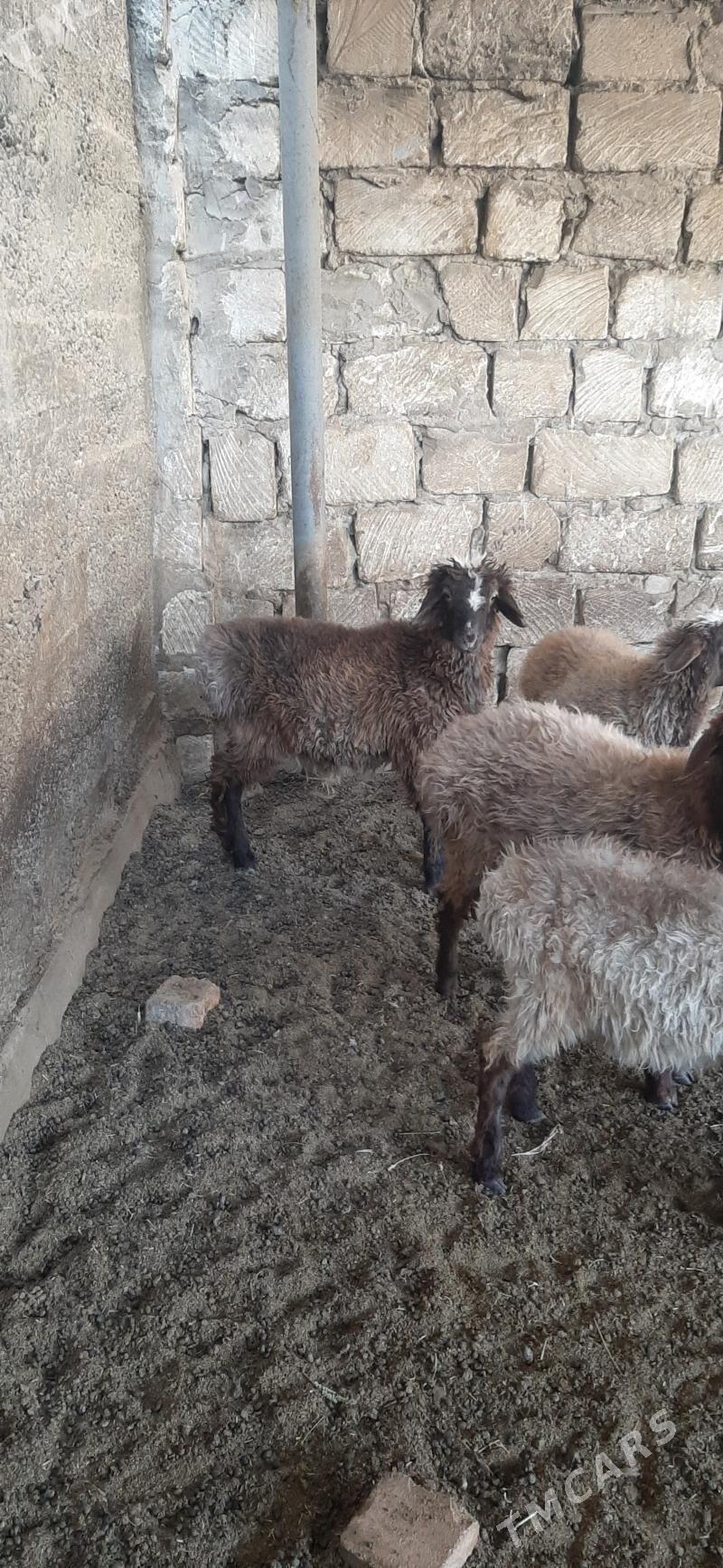 goyun - Бузмеин - img 5