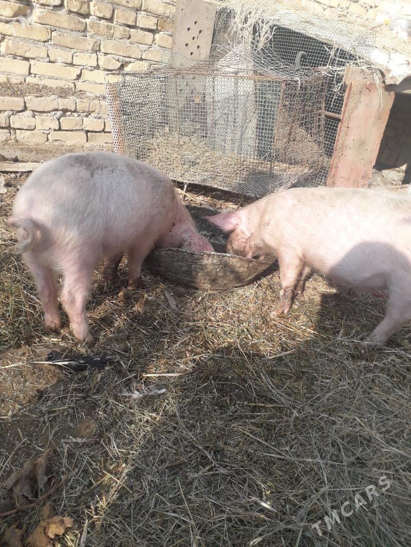 жожуклар - Türkmenabat - img 3