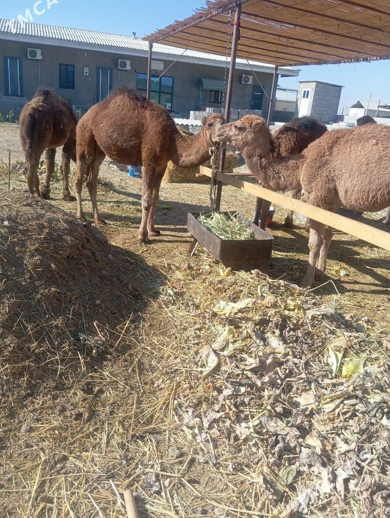 Owşyk bakyda duran - Gökdepe - img 4