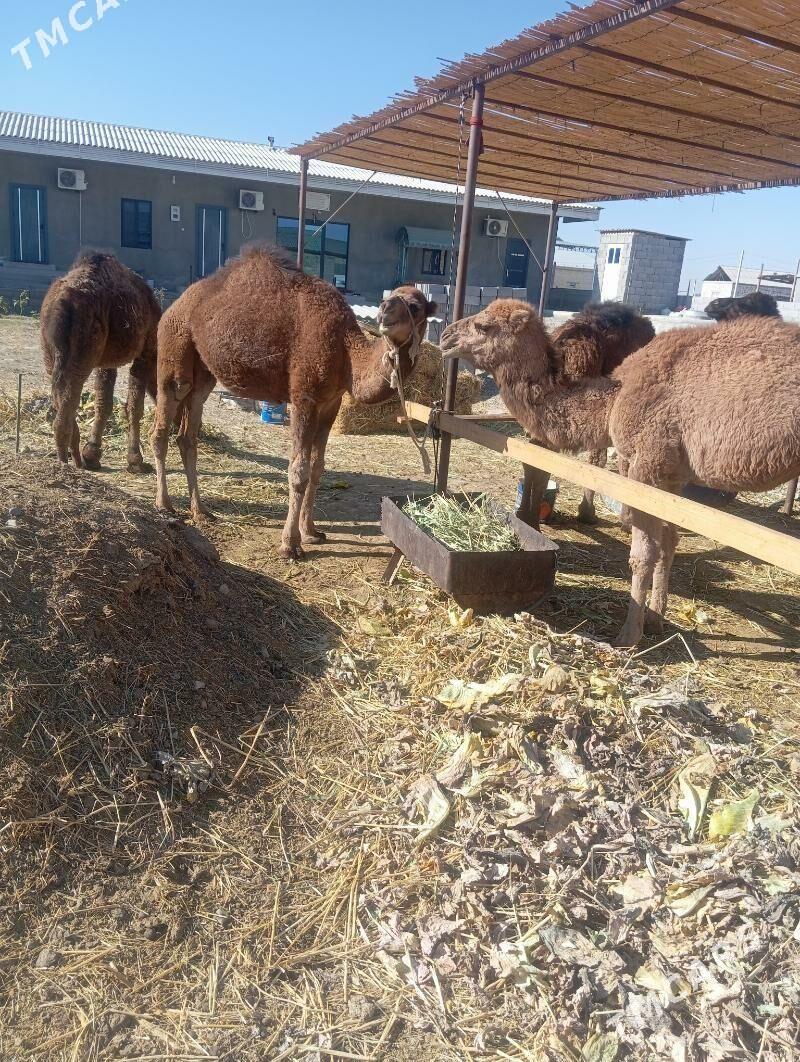 Owşyk bakyda duran - Gökdepe - img 3