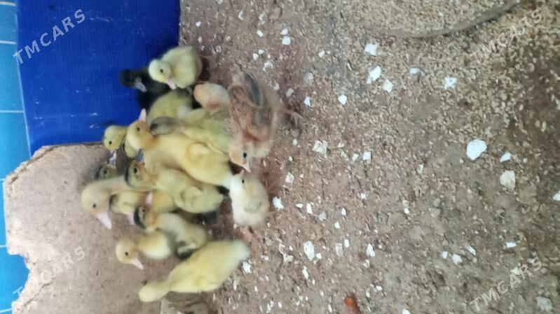 gak  gak jüje - Кака - img 3