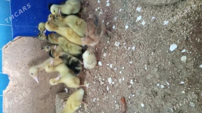 gak  gak jüje - Кака - img 2