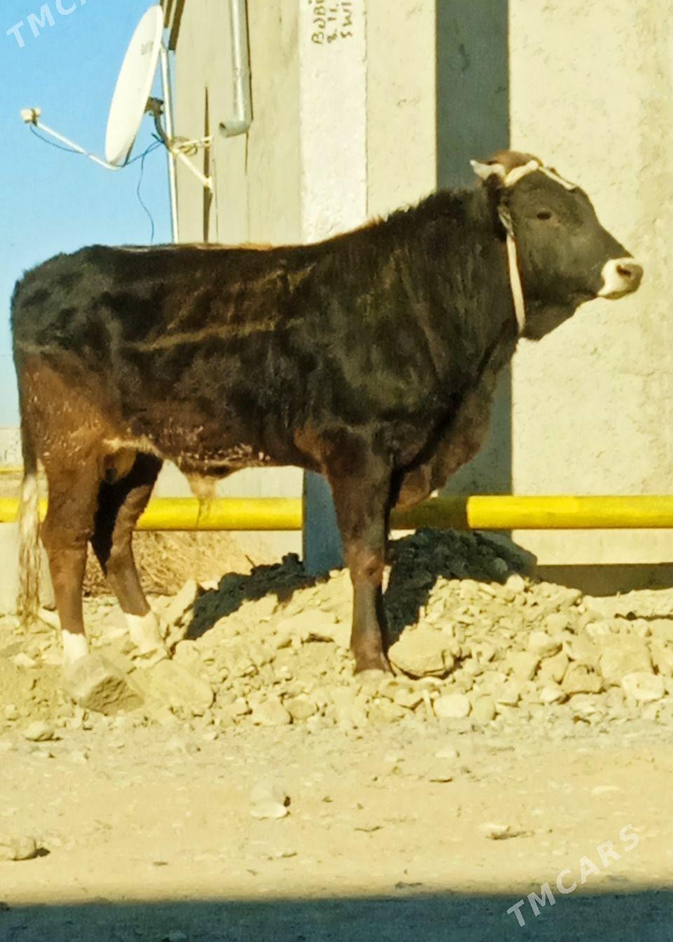 Şiwes öküz - Бахарден - img 4